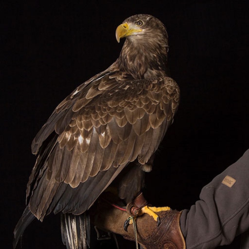 elite falconry - walk fife. exploring the kingdom of fife on foot