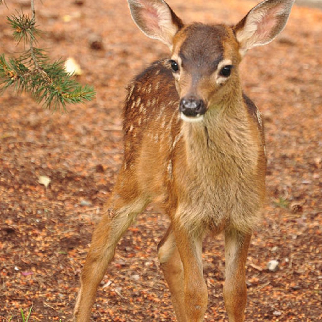 scottish deer centre - Walk Fife
