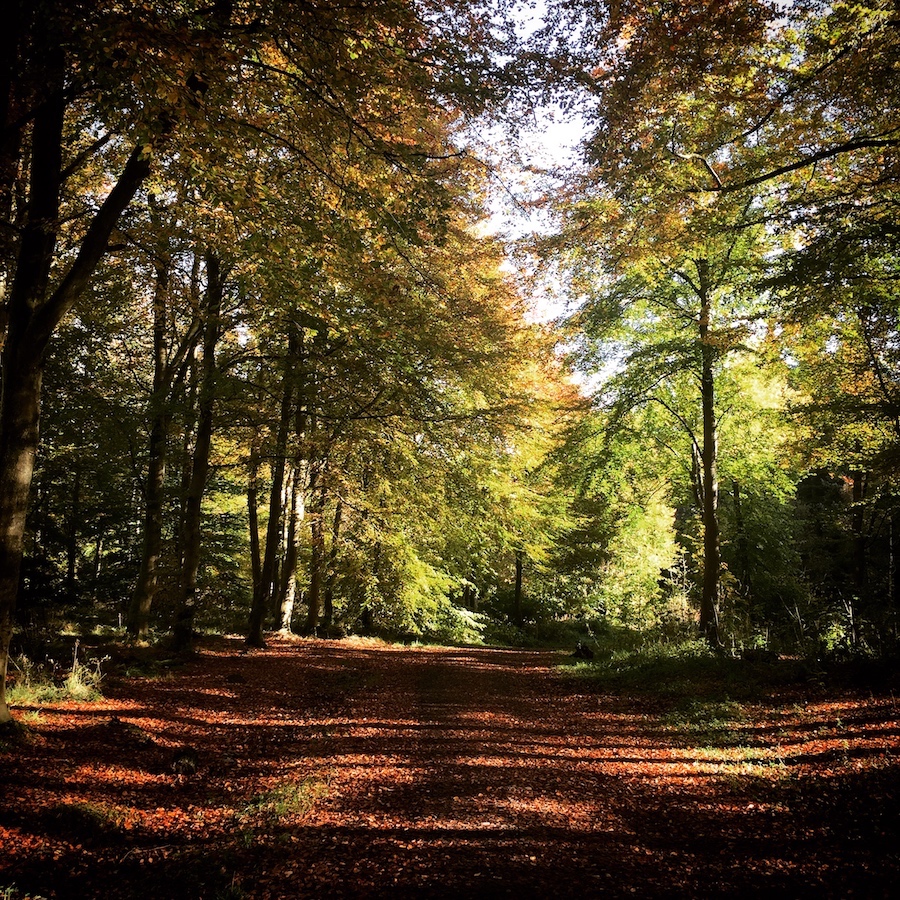 Blairadam Forest - Walk Fife walking routes