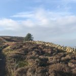 Ticks - Advice for the walker from Walk Fife