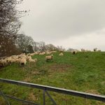 Walk Fife Podcast 42 - Ticks, Sticks and Spring Walking Festival - Fife Walking